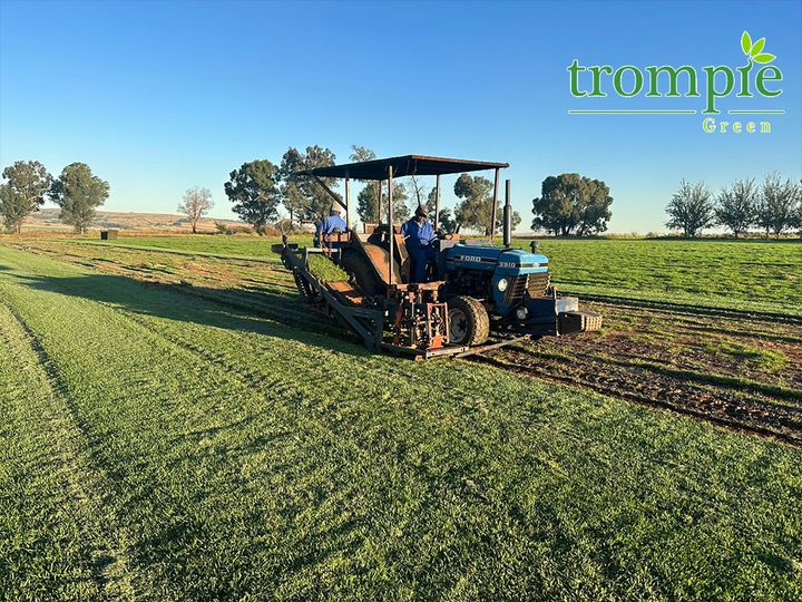 Kikuyu Grass Nigel (pick up only)