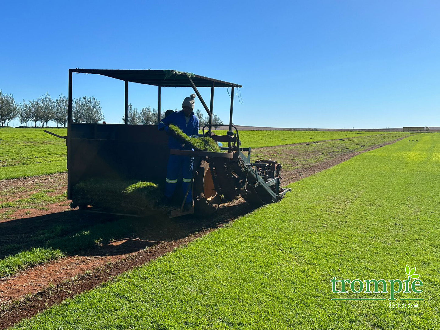 Kikuyu Grass Nigel (pick up only)