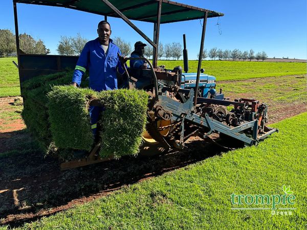 Kikuyu Grass Nigel (pick up only)