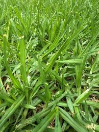 Kikuyu Grass Potchefstroom (pick up only)